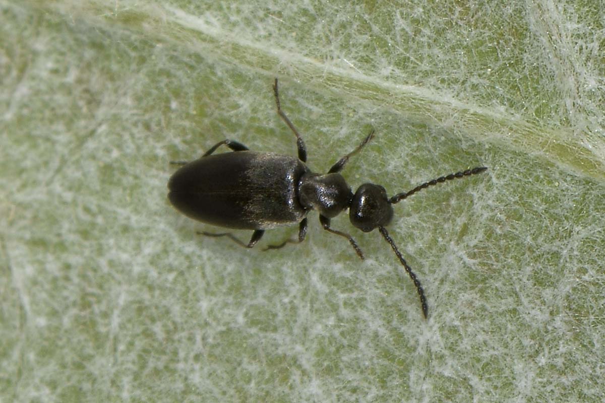 Anthicidae nero su Viburno: Microhoria venusta.